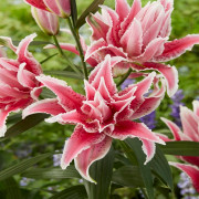 Луковица лилии Роузлили Лорена (восточные махровые гибриды) Луковица лилии Роузлили Лорена (восточные махровые гибриды)