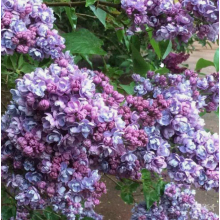 Сирень Ами Шотт (р9)