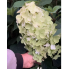 Гортензия метельчатая Би Свит  (`BS`) (р7)