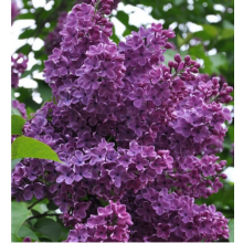 Сирень Сумерки (р9)