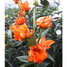 Луковица лилии Тинторетто (Азиатские гибриды) Луковица лилии Тинторетто (Азиатские гибриды)