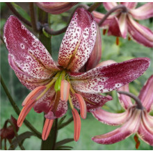 Луковица лилии Альберта Монинг 18/20 см (Мартагон) Луковица лилии Альберта Монинг 18/20 см (Мартагон)