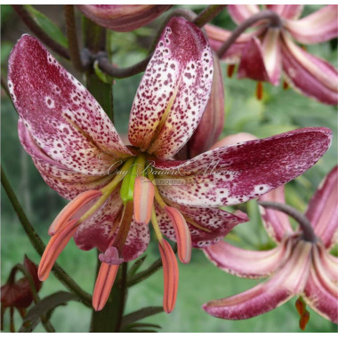 Луковица лилии Альберта Монинг 18/20 см (Мартагон)