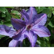 Клематис Министер (ОКС)