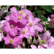 Клематис Комтесс де Бушо (ЗКС  р9)