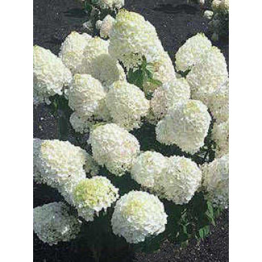 Гортензия метельчатая Коттон Крем (р9)