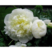 Пион травянистый Дюшес де Немур (2/3 п)