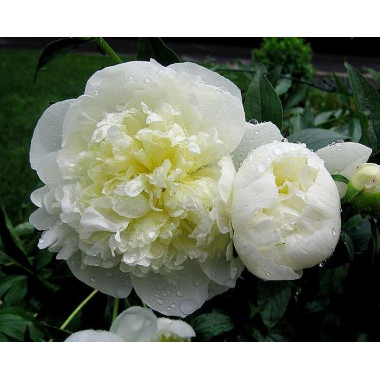 Пион травянистый Дюшес де Немур (2/3 п)