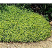 Тимьян лимоннопахнущий Голден Дуарф