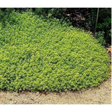 Тимьян лимоннопахнущий Голден Дуарф