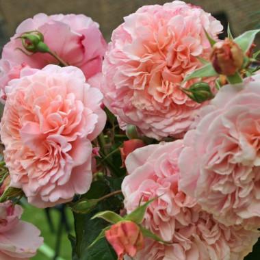 Роза Роз де Толбиак (плетистая)
