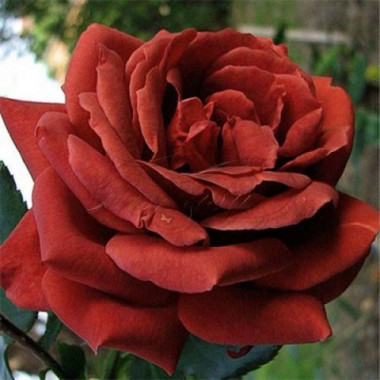 Роза Терракота (Чайно-гибридная)